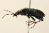  (Dicaelus elongatus - 09BBCOL-0188)  @14 [ ] CreativeCommons - Attribution (2009) Unspecified Centre for Biodiversity Genomics