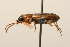  ( - 09BBCOL-0970)  @13 [ ] CreativeCommons - Attribution (2009) Unspecified Centre for Biodiversity Genomics