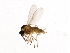  ( - 09BBDIP-0617)  @13 [ ] CreativeCommons - Attribution (2009) Unspecified Centre for Biodiversity Genomics