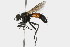  ( - 09BBDIP-0011)  @13 [ ] CreativeCommons - Attribution (2009) Unspecified Centre for Biodiversity Genomics