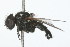  ( - 09BBDIP-0056)  @13 [ ] CreativeCommons - Attribution (2009) Unspecified Centre for Biodiversity Genomics