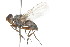  ( - 09BBDIP-0080)  @13 [ ] CreativeCommons - Attribution (2009) Unspecified Centre for Biodiversity Genomics