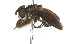  (Trichopoda pennipes - 09BBDIP-0115)  @14 [ ] CreativeCommons - Attribution (2009) Unspecified Centre for Biodiversity Genomics
