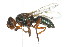  (Senopterina - 09BBDIP-0129)  @14 [ ] CreativeCommons - Attribution (2009) Unspecified Centre for Biodiversity Genomics