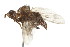 ( - 09BBDIP-0152)  @12 [ ] CreativeCommons - Attribution (2009) Unspecified Centre for Biodiversity Genomics