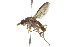  ( - 09BBDIP-0157)  @13 [ ] CreativeCommons - Attribution (2009) Unspecified Centre for Biodiversity Genomics