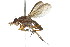 ( - 09BBDIP-0159)  @13 [ ] CreativeCommons - Attribution (2009) Unspecified Centre for Biodiversity Genomics