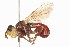  ( - 09BBDIP-0284)  @11 [ ] CreativeCommons - Attribution (2009) Unspecified Centre for Biodiversity Genomics