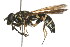  ( - 09BBDIP-0315)  @14 [ ] CreativeCommons - Attribution (2009) Unspecified Centre for Biodiversity Genomics