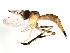  (Stylogaster biannulata - 09BBDIP-1004)  @15 [ ] CreativeCommons - Attribution (2009) Unspecified Centre for Biodiversity Genomics