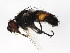  ( - 09BBDIP-1254)  @13 [ ] CreativeCommons - Attribution (2009) Unspecified Centre for Biodiversity Genomics