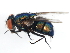  (Lucilia coeruleiviridis - 09BBDIP-1411)  @15 [ ] CreativeCommons - Attribution (2009) Unspecified Centre for Biodiversity Genomics