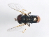  ( - 09BBDIP-1439)  @13 [ ] CreativeCommons - Attribution (2009) Unspecified Centre for Biodiversity Genomics