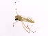  (Parachironomus frequens - 09BBDIP-1702)  @13 [ ] CreativeCommons - Attribution (2010) CBG Photography Group Centre for Biodiversity Genomics