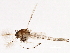  ( - 09BBDIP-1721)  @13 [ ] CreativeCommons - Attribution (2010) CBG Photography Group Centre for Biodiversity Genomics