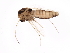  (Tanypus neopunctipennis - 09BBDIP-1845)  @14 [ ] CreativeCommons - Attribution (2010) Unspecified Centre for Biodiversity Genomics