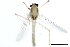  (Polypedilum convictum - 09BBDIP-1751)  @13 [ ] CreativeCommons - Attribution (2010) CBG Photography Group Centre for Biodiversity Genomics