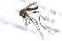  ( - 09BBDIP-1568)  @13 [ ] CreativeCommons - Attribution (2010) Unspecified Centre for Biodiversity Genomics