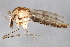  ( - 09BBDIP-2068)  @13 [ ] CreativeCommons - Attribution (2010) CBG Photography Group Centre for Biodiversity Genomics