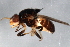  ( - 09BBDIP-2087)  @12 [ ] CreativeCommons - Attribution (2010) CBG Photography Group Centre for Biodiversity Genomics