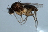  ( - 09BBDIP-2121)  @13 [ ] CreativeCommons - Attribution (2010) CBG Photography Group Centre for Biodiversity Genomics