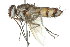  (Zelia wildermuthii - 09BBDIP-2160)  @14 [ ] CreativeCommons - Attribution (2010) CBG Photography Group Centre for Biodiversity Genomics