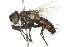  ( - 09BBDIP-2167)  @13 [ ] CreativeCommons - Attribution (2010) CBG Photography Group Centre for Biodiversity Genomics