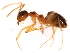  (Prenolepis imparis - 09BBUSA-F0141)  @15 [ ] CreativeCommons - Attribution (2010) CBG Photography Group Centre for Biodiversity Genomics