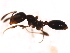  (Monomorium cyaneum - 09BBUSA-F0323)  @13 [ ] CreativeCommons - Attribution (2010) CBG Photography Group Centre for Biodiversity Genomics