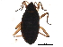  (Microvelia sp - 10BBHEM-223)  @13 [ ] CreativeCommons - Attribution (2010) CBG Photography Group Centre for Biodiversity Genomics