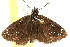  ( - 10BBLEP-01581)  @13 [ ] CreativeCommons - Attribution (2010) CBG Photography Group Centre for Biodiversity Genomics