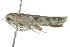 ( - 10BBLEP-00063)  @13 [ ] CreativeCommons - Attribution (2010) CBG Photography Group Centre for Biodiversity Genomics