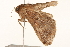  ( - 10BBLEP-00593)  @12 [ ] CreativeCommons - Attribution (2010) CBG Photography Group Centre for Biodiversity Genomics