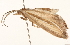  ( - 10BBLEP-00596)  @13 [ ] CreativeCommons - Attribution (2010) CBG Photography Group Centre for Biodiversity Genomics