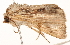  ( - 10BBLEP-00597)  @13 [ ] CreativeCommons - Attribution (2010) CBG Photography Group Centre for Biodiversity Genomics