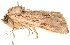  ( - 10BBLEP-00598)  @13 [ ] CreativeCommons - Attribution (2010) CBG Photography Group Centre for Biodiversity Genomics