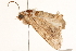  ( - 10BBLEP-00620)  @13 [ ] CreativeCommons - Attribution (2010) CBG Photography Group Centre for Biodiversity Genomics