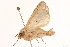  ( - 10BBLEP-00621)  @13 [ ] CreativeCommons - Attribution (2010) CBG Photography Group Centre for Biodiversity Genomics