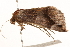  (Gondysia consobrina - 10BBLEP-00649)  @13 [ ] CreativeCommons - Attribution (2010) CBG Photography Group Centre for Biodiversity Genomics