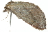  (Proroblemma - 10BBLEP-00346)  @14 [ ] CreativeCommons - Attribution (2010) CBG Photography Group Centre for Biodiversity Genomics
