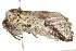  ( - 10BBLEP-01153)  @13 [ ] CreativeCommons - Attribution (2010) CBG Photography Group Centre for Biodiversity Genomics