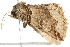  ( - 10BBLEP-00389)  @12 [ ] CreativeCommons - Attribution (2010) CBG Photography Group Centre for Biodiversity Genomics