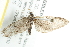  ( - 10BBLEP-00393)  @12 [ ] CreativeCommons - Attribution (2010) CBG Photography Group Centre for Biodiversity Genomics