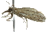  (Fissicrambus quadrinotellus - 10BBLEP-00406)  @14 [ ] CreativeCommons - Attribution (2010) CBG Photography Group Centre for Biodiversity Genomics