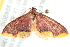  ( - 10BBLEP-00500)  @13 [ ] CreativeCommons - Attribution (2010) CBG Photography Group Centre for Biodiversity Genomics