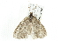  ( - 10BBLEP-00690)  @13 [ ] CreativeCommons - Attribution (2010) CBG Photography Group Centre for Biodiversity Genomics