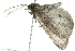  ( - 10BBLEP-00694)  @13 [ ] CreativeCommons - Attribution (2010) CBG Photography Group Centre for Biodiversity Genomics