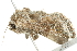  ( - 10BBLEP-00772)  @14 [ ] CreativeCommons - Attribution (2010) CBG Photography Group Centre for Biodiversity Genomics