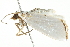  ( - 10BBLEP-01075)  @12 [ ] CreativeCommons - Attribution (2010) CBG Photography Group Centre for Biodiversity Genomics
