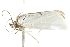  ( - 10BBLEP-01077)  @12 [ ] CreativeCommons - Attribution (2010) CBG Photography Group Centre for Biodiversity Genomics
